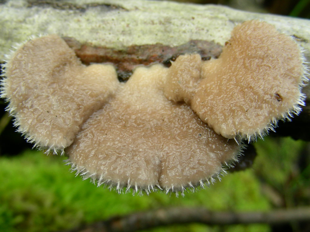Dei carpofori rinsecchiti ... (Schizophyllum commune)